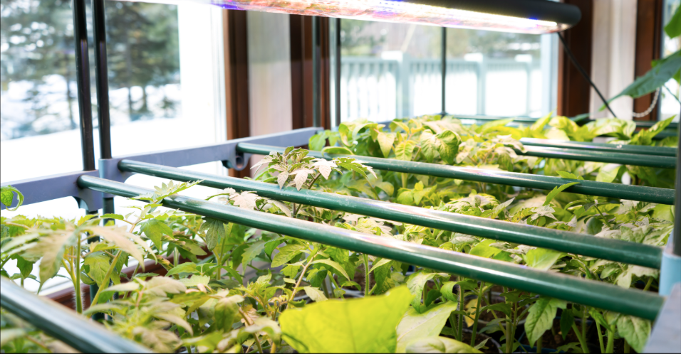 Greenhouse